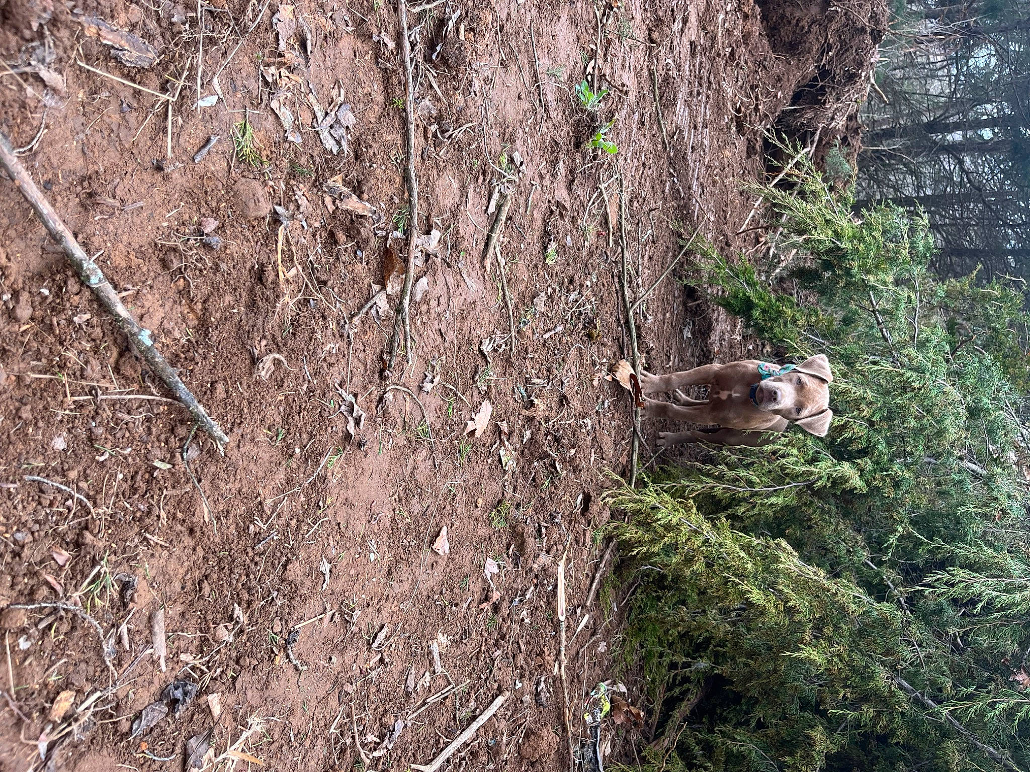 Sadie is registered to the contest to win money with this photo: bedrock, forest, grass, groundcover, northern_hardwood_forest, outcrop, plant, rock, shrub, shrubland, soil, subshrub, temperate_broadleaf_and_mixed_forest, terrestrial_animal, tree, trunk, twig, wildlife, wood, woodland