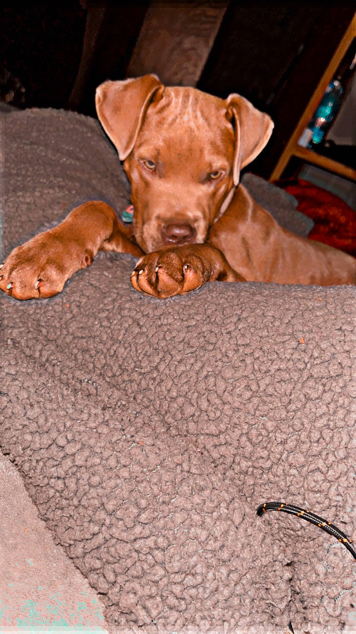 Sadie is registered to the contest to win money with this photo: brown, carnivore, comfort, companion_dog, dog, dog_breed, dog_collar, dog_supply, ear, fawn, flooring, liver, pet_supply, picture_frame, snout, sporting_group, television, whiskers, wood, working_animal