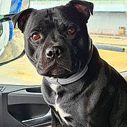 Oxmo participe au concours pour gagner de l'argent avec cette photo : animal, black_dog, brown_eyes, canine, car_interior, closeup, collar, cute, dog, ears, fur, indoor, inside_vehicle, looking_at_camera, pet, portrait, seat, sitting, snout, window