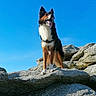 dog, outdoor, rock, sky, animal, pet, nature, sunlight, mountain, brown, white, black, canine, happy, standing, tongue_out, ears_up, daylight, landscape, alert