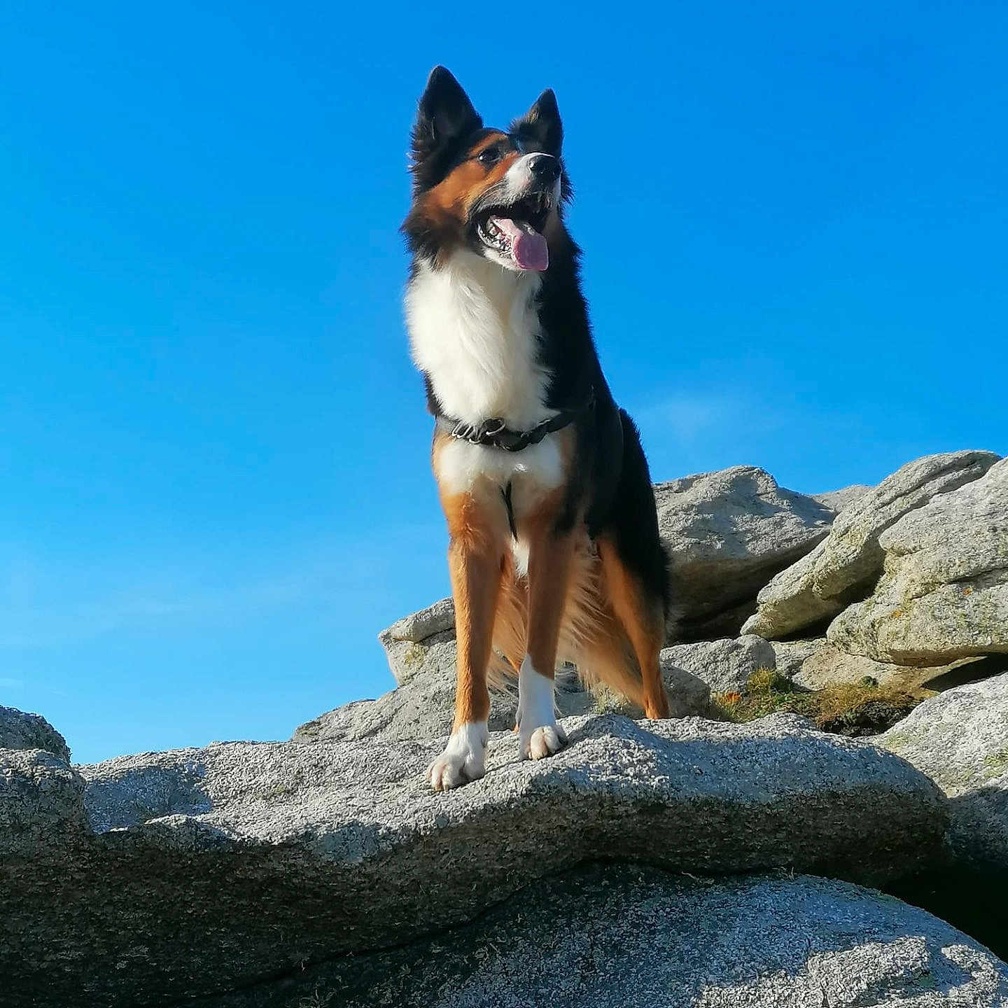 Lasko participe au concours pour gagner de l'argent avec cette photo : dog, outdoor, rock, sky, animal, pet, nature, sunlight, mountain, brown, white, black, canine, happy, standing, tongue_out, ears_up, daylight, landscape, alert