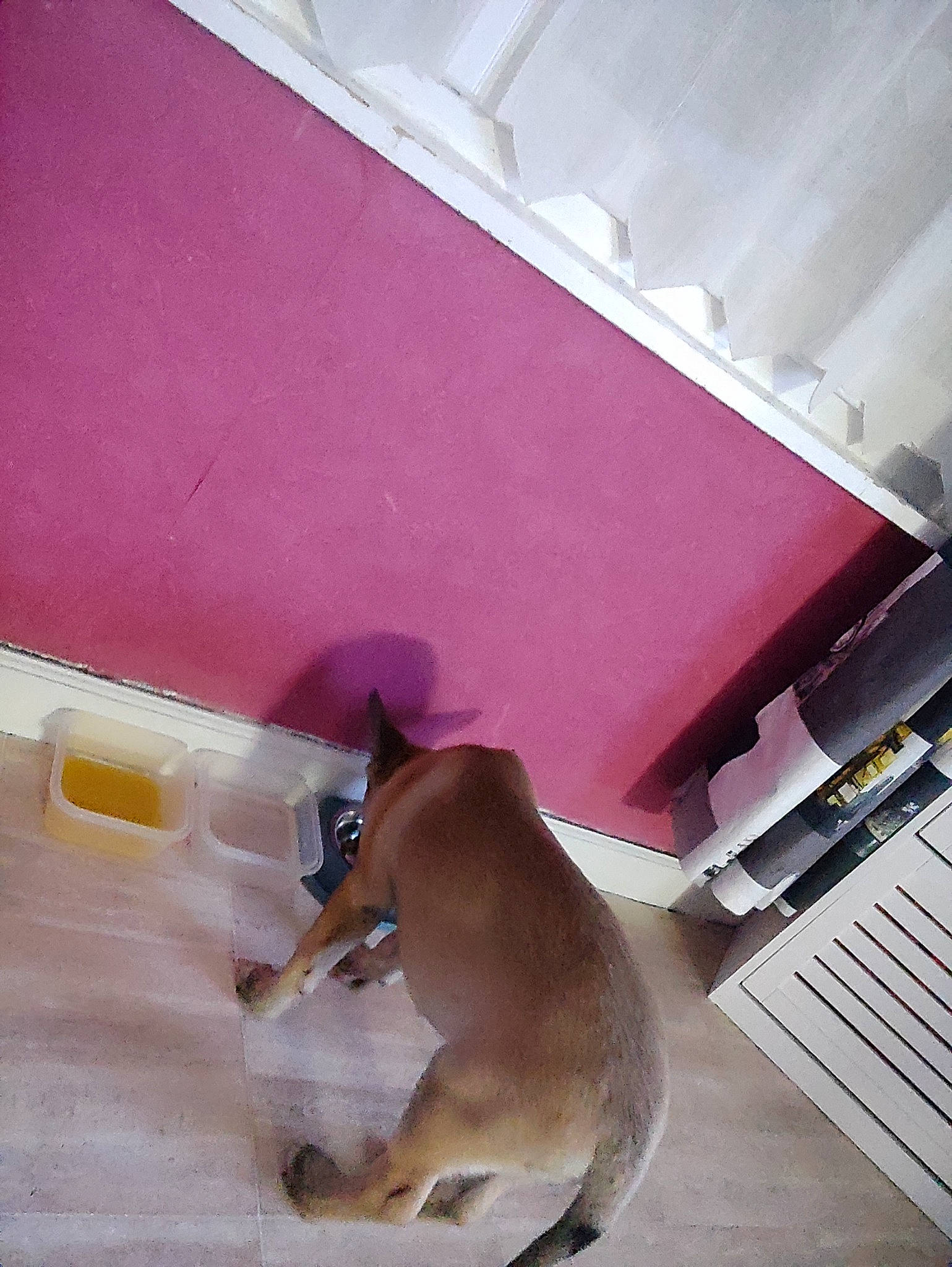 Ulysse participe au concours pour gagner de l'argent avec cette photo : carnivore, ceiling, comfort, companion_dog, computer_keyboard, dog, dog_breed, fawn, floor, flooring, hardwood, liver, magenta, pet_supply, room, shade, sporting_group, tail, wood, working_animal