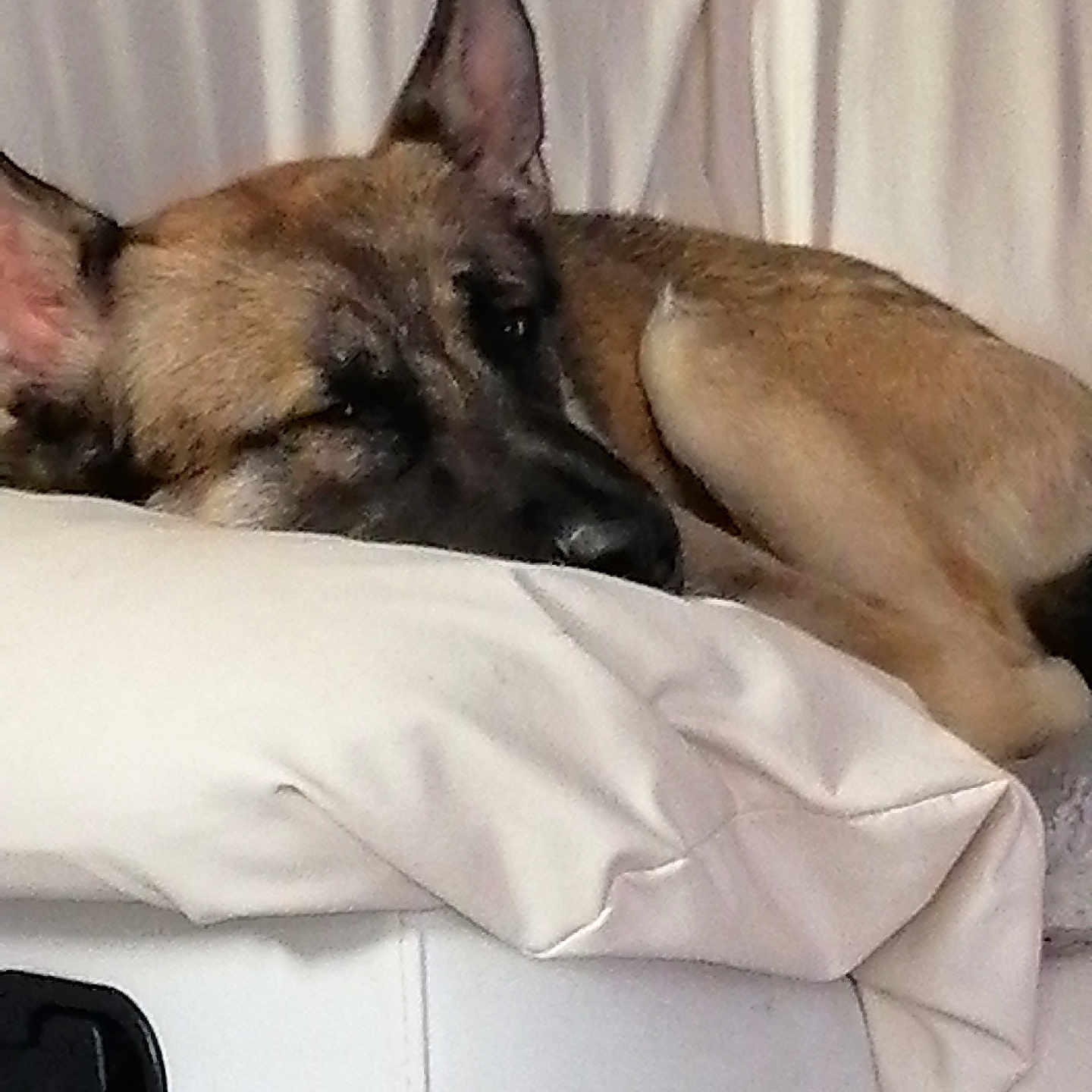Ulysse participe au concours pour gagner de l'argent avec cette photo : animal, canine, cushion, dog, germanshepherd, homedecor, pet, policedog, puppy