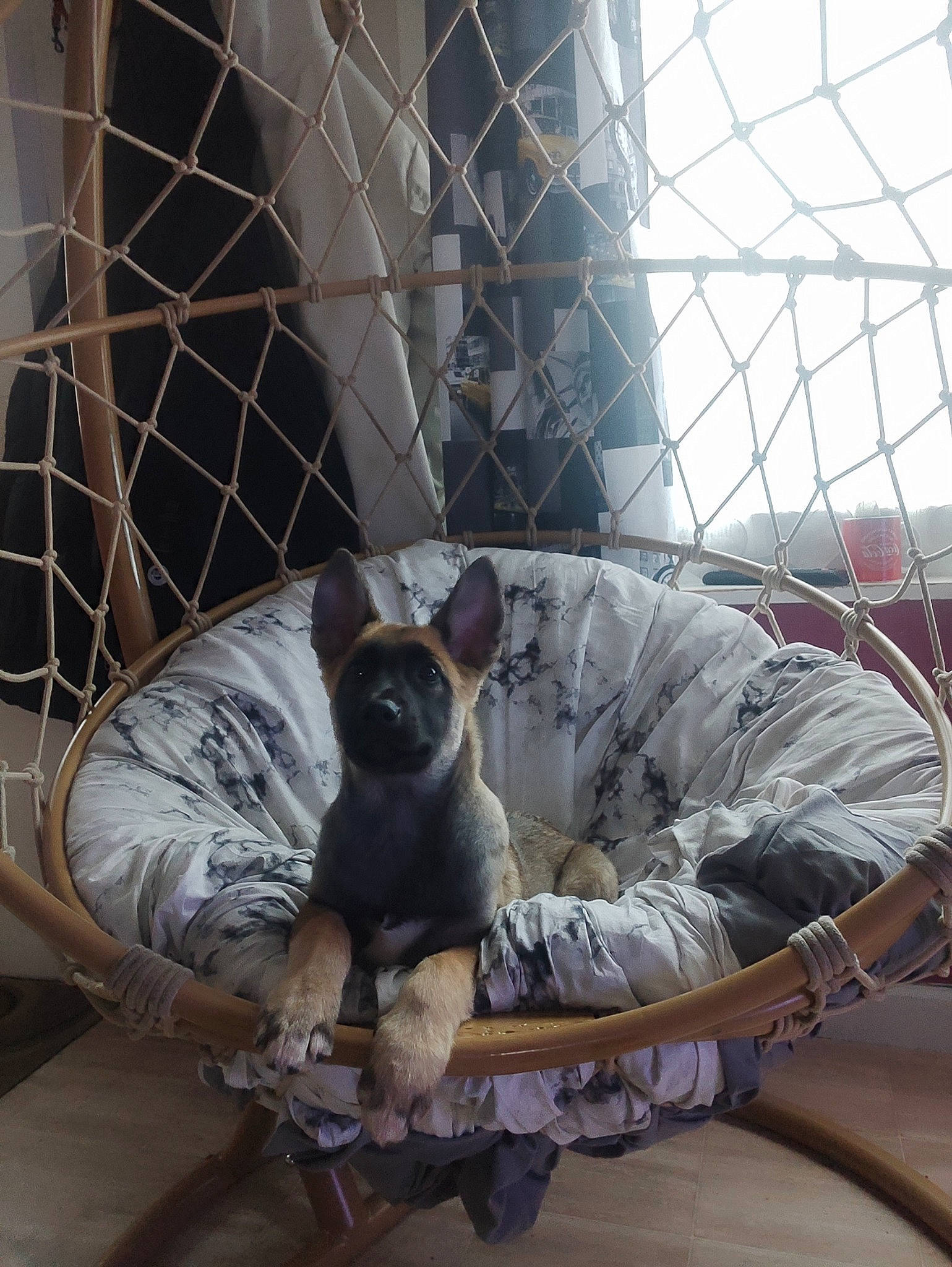 Ulysse a rejoint le concours — aidez-le/la à gagner de superbes lots ! animal_shelter, carnivore, comfort, companion_dog, dog, dog_breed, dog_supply, fawn, fence, mammal, mesh, pet_supply, sitting, snout, terrestrial_animal, toy_dog, vertebrate, whiskers, window, working_animal