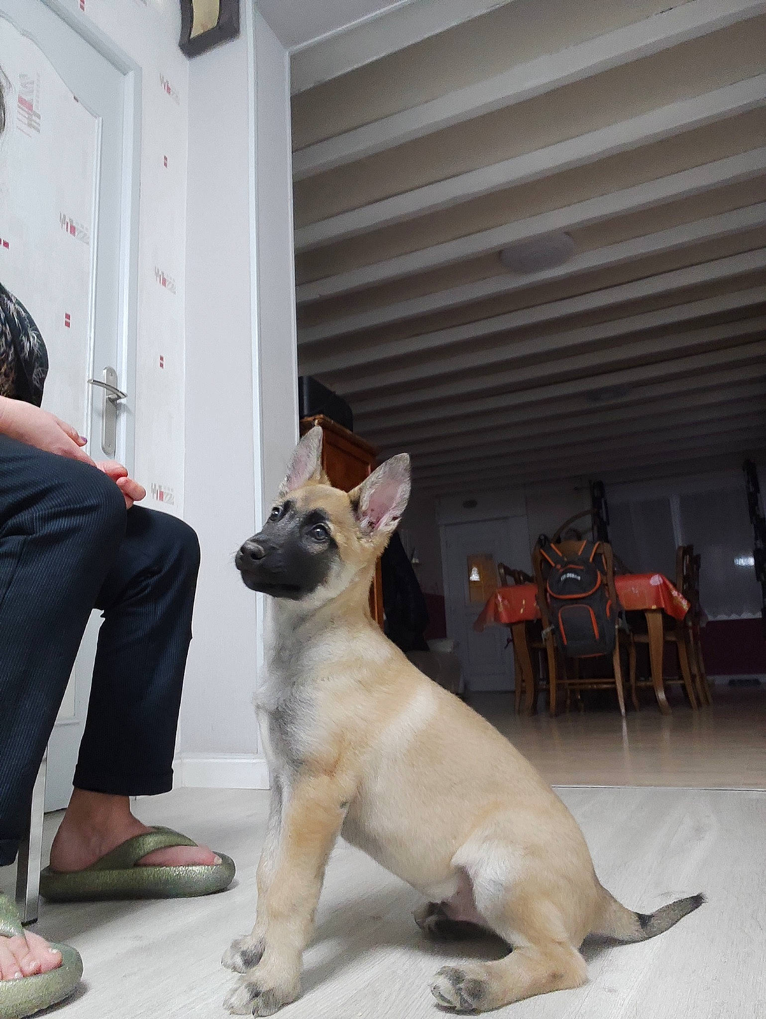 Ulysse participe au concours pour gagner de l'argent avec cette photo : canidae, carnivore, chair, collar, companion_dog, dog, dog_breed, dog_collar, door, fawn, flip_flops, flooring, formal_wear, non_sporting_group, paw, sandal, snout, sporting_group, tail, working_animal