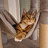 Iris participe au concours pour gagner de l'argent avec cette photo : animal, brown_fur, cat, cat_tree, ears, feline, green_eyes, hammock, indoors, lounging, name_tag, paws, pet, portrait, relaxed, scratching_post, striped_fur, tabby_cat, whiskers, white_chest