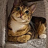 Iris a rejoint le concours — aidez-le/la à gagner de superbes lots ! animal, brown_fur, cat, close_up, cozy, curled_up, feline, furry_bed, indoors, pet, pet_bed, photography, portrait, sitting, striped_fur, tabby_cat, whiskers, white_chest, white_paws, wide_eyes