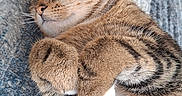 Iris a rejoint le concours — aidez-le/la à gagner de superbes lots ! cat, tabby_cat, pet, animal, furry, striped_fur, sleeping, relaxed, cute, whiskers, ears, paws, belly, indoor, rug, human_hand, cuddling, closeup, portrait, brown_fur