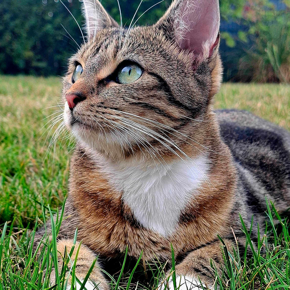 Iris