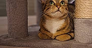 Iris a rejoint le concours — aidez-le/la à gagner de superbes lots ! alert, animal, brown_fur, carpet, cat, cat_tree, cozy, cute, domestic_animal, feline, green_eyes, indoor, pet, portrait, scratching_post, sitting, striped_fur, tabby_cat, whiskers, white_chest