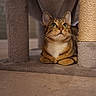 Iris a rejoint le concours — aidez-le/la à gagner de superbes lots ! cat, tabby_cat, pet, animal, feline, sitting, portrait, green_eyes, whiskers, striped_fur, brown_fur, white_chest, cat_tree, scratching_post, carpet, indoor, cozy, cute, alert, domestic_animal