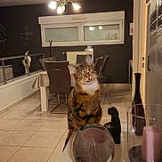 Iris a rejoint le concours — aidez-le/la à gagner de superbes lots ! animal, cat, ceiling_light, chairs, crystal_ball, dining_room, dining_table, figurine, home, indoor, pet, photography, portrait, sitting, striped_fur, tabby, tile_floor, whiskers, wide_eyes, window