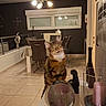animal, cat, ceiling_light, chairs, crystal_ball, dining_room, dining_table, figurine, home, indoor, pet, photography, portrait, sitting, striped_fur, tabby, tile_floor, whiskers, wide_eyes, window