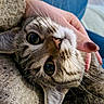 cat, tabby_cat, close_up, hand, knitted_blanket, cozy, indoor, pet, animal, feline, whiskers, ears, eyes, soft_texture, cushion, comfort, relaxation, person, nail_polish, home