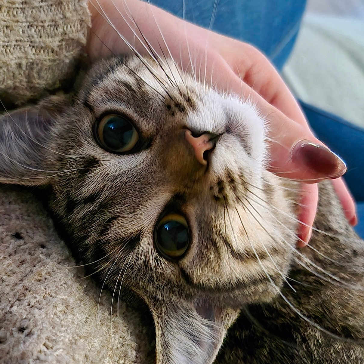 April participe au concours pour gagner de l'argent avec cette photo : cat, tabby_cat, close_up, hand, human_hand, knit_sweater, blue_jeans, fur, whiskers, face, pet, indoor, cozy, comfort, relaxed, cute, animal, domestic_cat, portrait, resting