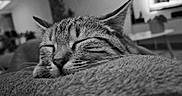 April participe au concours pour gagner de l'argent avec cette photo : animal, black_and_white, blurred_background, cat, close_up, cozy, cute, domestic_animal, feline, indoor, mammal, peaceful, pet, portrait, relaxed, resting, sleeping, soft_texture, tabby_cat, whiskers