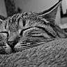 cat, tabby_cat, sleeping, close_up, black_and_white, whiskers, soft_texture, indoor, blurred_background, pet, animal, feline, resting, cozy, peaceful, cute, portrait, relaxed, mammal, domestic_animal