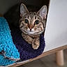 cat, tabby, pet, animal, feline, curious, wide_eyes, cozy, blanket, indoor, wooden_furniture, resting, cute, small_space, paws, fur, looking, sitting, home, quiet