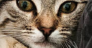 April a rejoint le concours — aidez-le/la à gagner de superbes lots ! cat, tabby_cat, close_up, portrait, feline, whiskers, green_eyes, fur, striped, pet, animal, cute, relaxed, indoor, soft_lighting, face, ears, nose, paw, resting