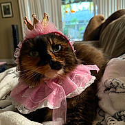 Willow joined the competition — help win amazing prizes! animal, blanket, cat, closeup, costume, cozy, crown, cute, domestic, feline, fur, indoor, lace, pet, pink, portrait, resting, soft, tortoiseshell, whiskers
