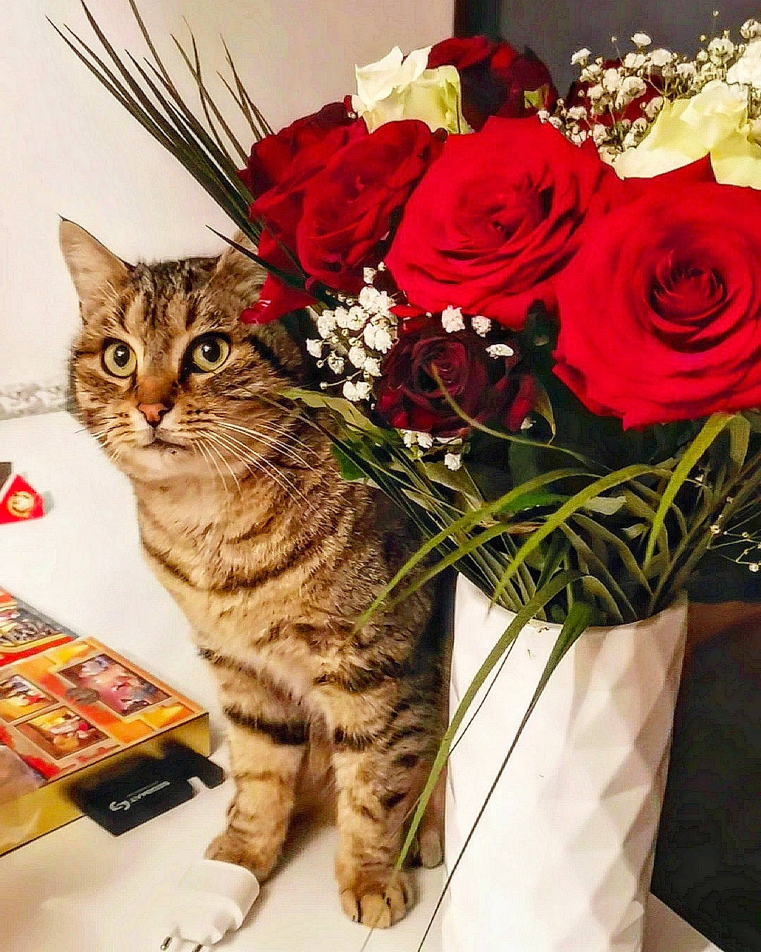 Jackson a rejoint le concours — aidez-le/la à gagner de superbes lots ! artificial_flower, bouquet, carnivore, cat, domestic_short_haired_cat, event, felidae, flower, flower_arranging, flowering_plant, flowerpot, fur, grass, hybrid_tea_rose, petal, plant, rose, rose_family, small_to_medium_sized_cats, whiskers