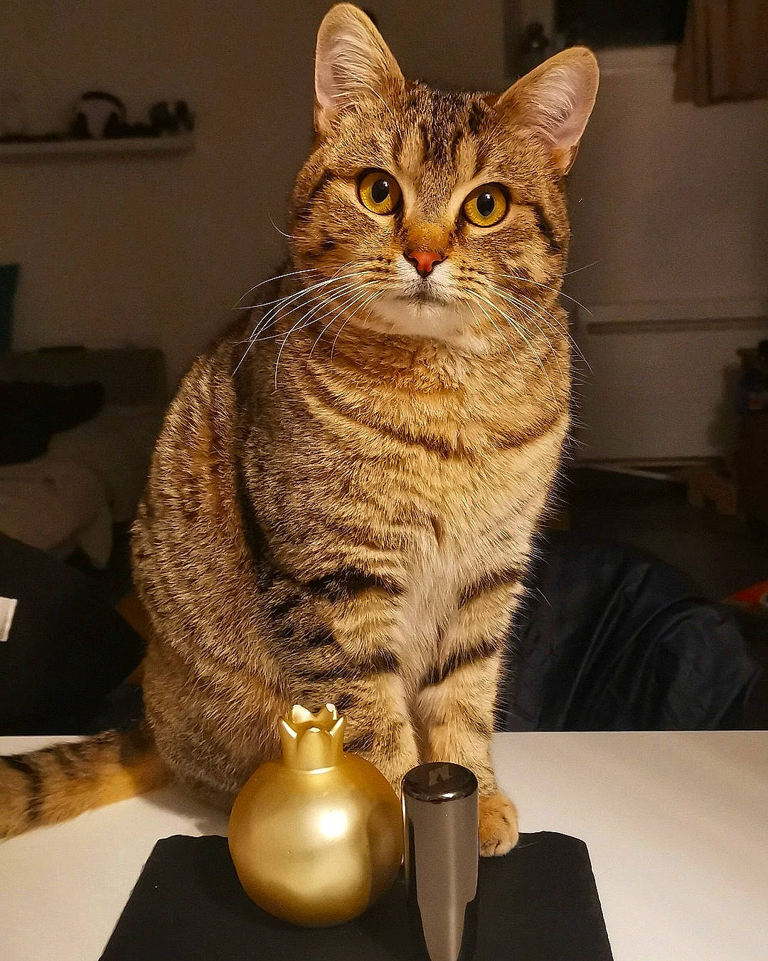 Jackson a rejoint le concours — aidez-le/la à gagner de superbes lots ! carnivore, cat, desk, domestic_short_haired_cat, felidae, fur, houseplant, kettle, lamp, light, rectangle, room, serveware, sitting, small_to_medium_sized_cats, snout, table, whiskers, window, wood