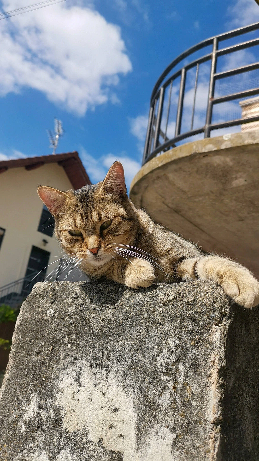 Jackson participe au concours pour gagner de l'argent avec cette photo : carnivore, cat, cloud, domestic_short_haired_cat, felidae, fur, grass, plant, rock, sand, sitting, sky, small_to_medium_sized_cats, snout, tail, terrestrial_animal, tree, whiskers, window, wood
