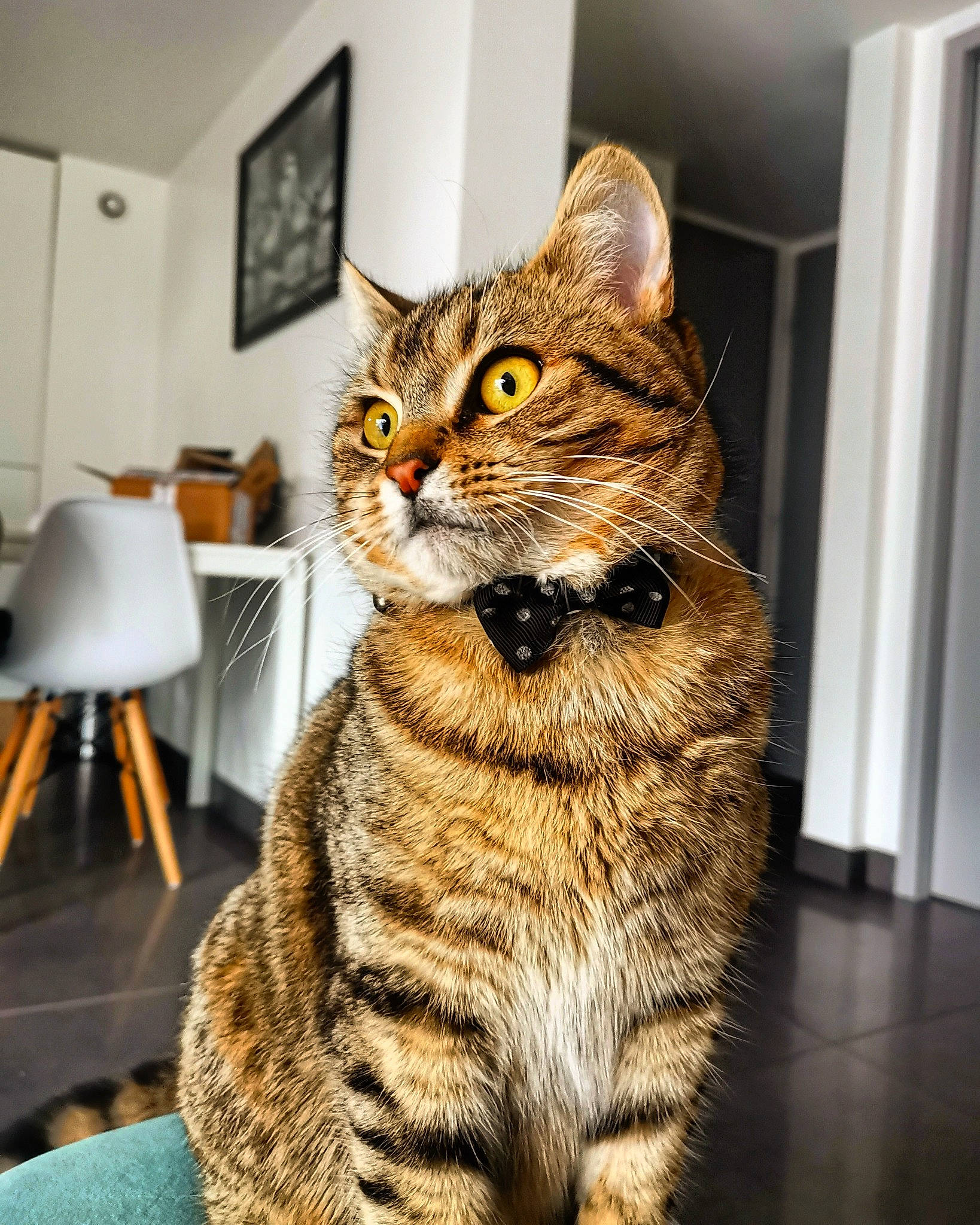 Jackson participe au concours pour gagner de l'argent avec cette photo : carnivore, cat, domestic_short_haired_cat, door, felidae, fur, lamp, paw, picture_frame, sitting, small_to_medium_sized_cats, snout, stool, tail, terrestrial_animal, whiskers, wildlife