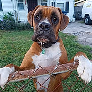 Milo joined the competition — help win amazing prizes! dog, boxer, fence, grass, yard, house, van, paws, collar, pet, outdoor, daylight, curious, animal, mammal, canine, front_view, portrait, watching, suburban