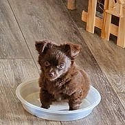 Api participe au concours pour gagner de l'argent avec cette photo : adorable, animal, brown, curious, cute, dog, domestic_animal, floor, fur, indoors, looking_up, pet, plastic_bowl, playful, puppy, sitting, small, tiny, wooden_floor, young