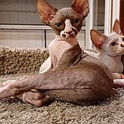 Awaï participe au concours pour gagner de l'argent avec cette photo : sphynx_cat, cat, pet, indoor, carpet, feline, animal, closeup, portrait, two_cats, hairless_cat, looking_at_camera, relaxed, window, home, domestic_animal, ears, whiskers, floor, curious