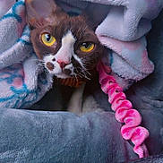 Awaï participe au concours pour gagner de l'argent avec cette photo : animal, blanket, cat, closeup, comfort, cozy, curious, cute, face, feline, fur, indoor, pet, pink_scrunchie, relaxed, resting, snuggled, soft_texture, whiskers, yellow_eyes