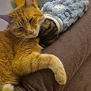 Pikachu a rejoint le concours — aidez-le/la à gagner de superbes lots ! cat, orange_tabby, plush_toy, couch, indoor, relaxed, cozy, furniture, pet, sleepy, soft_texture, home_interior, yellow_chair, brown_couch, whiskers, animal_toy, resting, cute, comfortable, domestic_cat