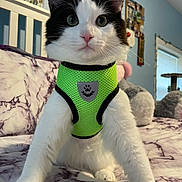 Gizmo is registered to the contest to win money with this photo: cat, pet, green_harness, white_fur, black_fur, whiskers, pink_nose, big_eyes, paws, bed, blanket, pillow, stuffed_animal, bedroom, headboard, window, close_up, portrait, indoor, curtain