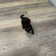 Luna Louise is registered to the contest to win money with this photo: black_cat, cat, pet, indoor, floor, wood_floor, toy, feather_toy, animal, playful, cute, small, feline, curious, looking_up, paws, tail, domestic_animal, home, young_cat
