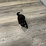 animal, black_cat, cat, curious, cute, domestic_animal, feather_toy, feline, floor, home, indoor, looking_up, paws, pet, playful, small, tail, toy, wood_floor, young_cat