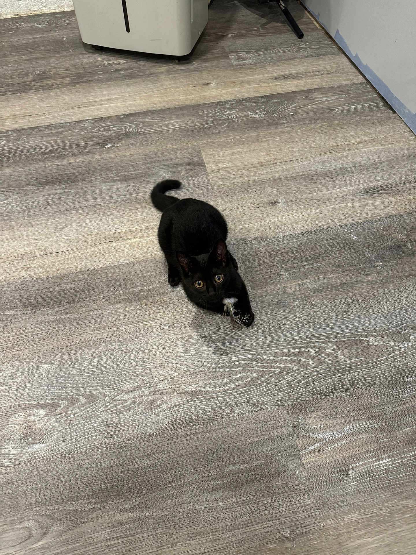Luna Louise
