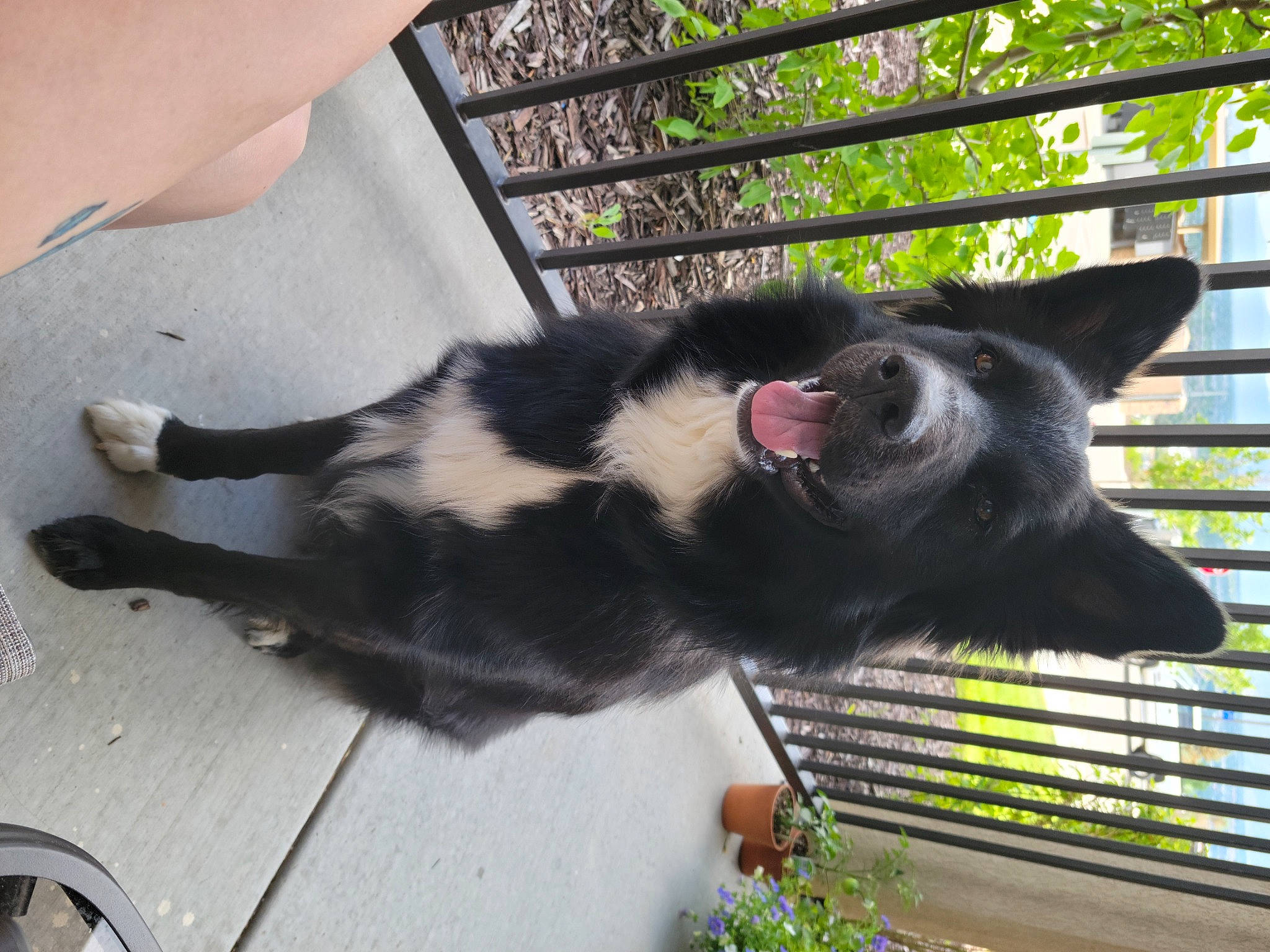 Liam joined the competition — help win amazing prizes! carnivore, cat, companion_dog, dog_breed, domestic_short_haired_cat, felidae, fence, fur, grass, plant, small_to_medium_sized_cats, sporting_group, tail, terrestrial_animal, whiskers