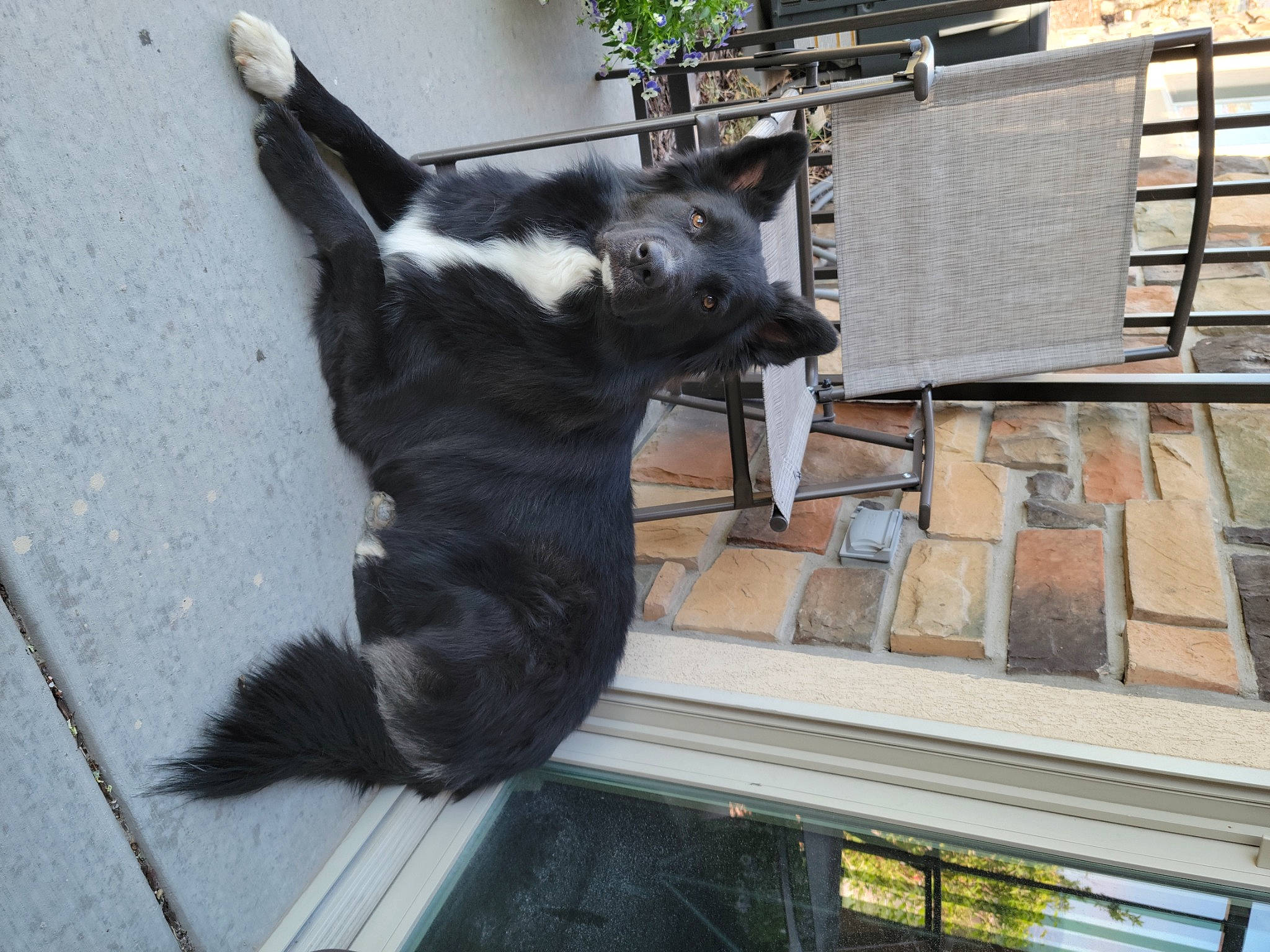 Liam joined the competition — help win amazing prizes! building, canidae, carnivore, cat, dog_breed, domestic_short_haired_cat, felidae, fur, plant, sash_window, sculpture, shadow, small_to_medium_sized_cats, snout, sporting_group, tail, terrestrial_animal, whiskers, window, wood