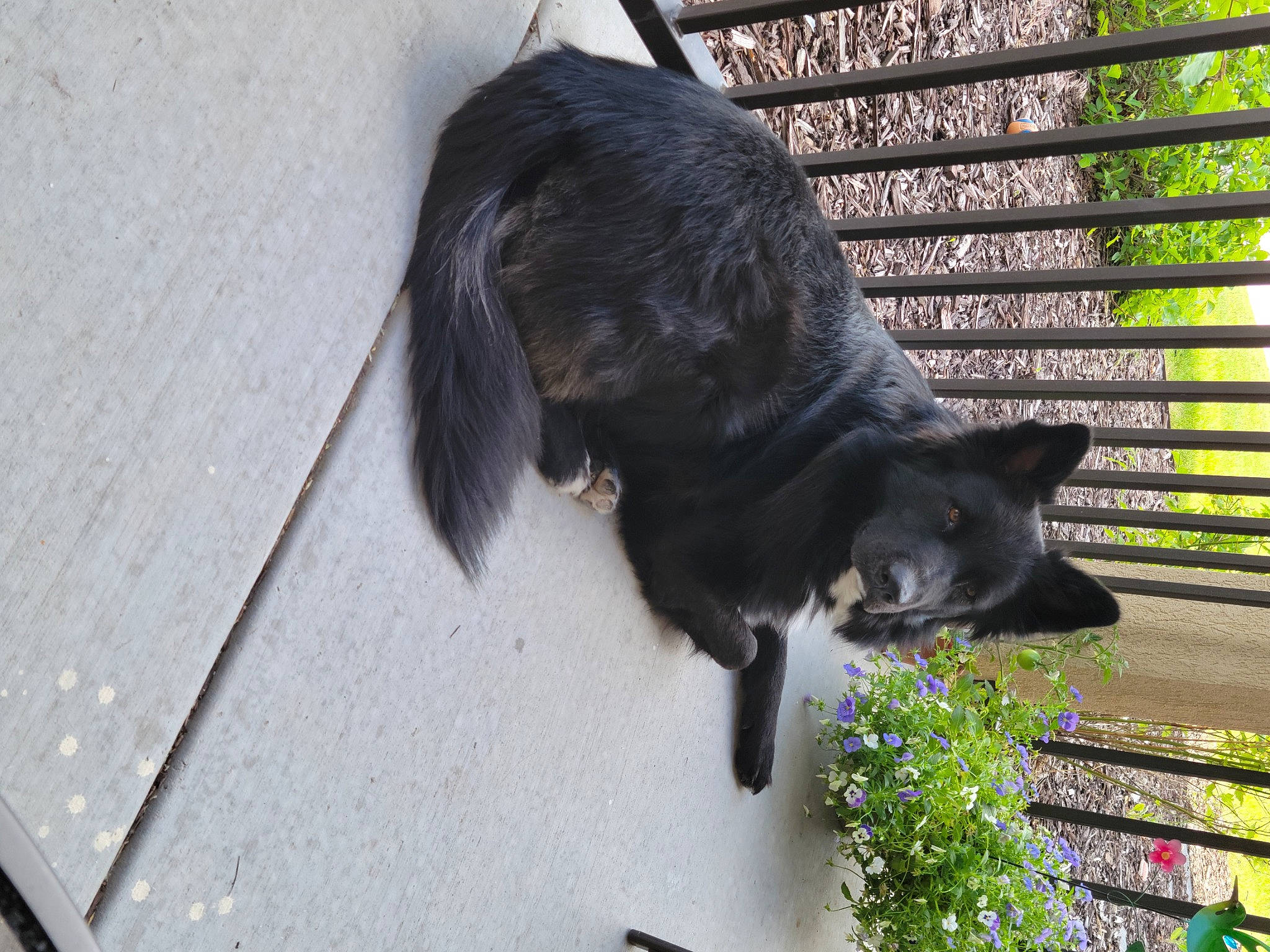 Liam joined the competition — help win amazing prizes! black_cat, canidae, carnivore, cat, dog_breed, domestic_short_haired_cat, felidae, flower, fur, grass, mammal, plant, small_to_medium_sized_cats, snout, sporting_group, tail, terrestrial_animal, tree, whiskers, wood