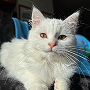 Mouffy a rejoint le concours — aidez-le/la à gagner de superbes lots ! amber_eyes, animal, cat, close_up, cozy, cute, domestic_cat, feline, fluffy, fur, indoor, paws, pet, pink_nose, portrait, relaxed, resting, soft_light, whiskers, white_cat