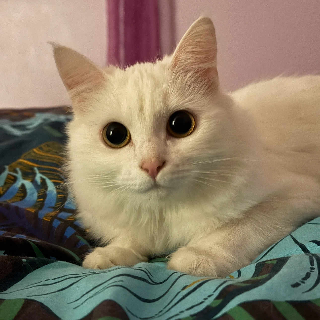 Mouffy participe au concours pour gagner de l'argent avec cette photo : animal, bed, blanket, cat, closeup, cute, domestic_cat, ears, eyes, feline, fluffy, indoor, looking, paws, pet, portrait, resting, soft, whiskers, white_cat