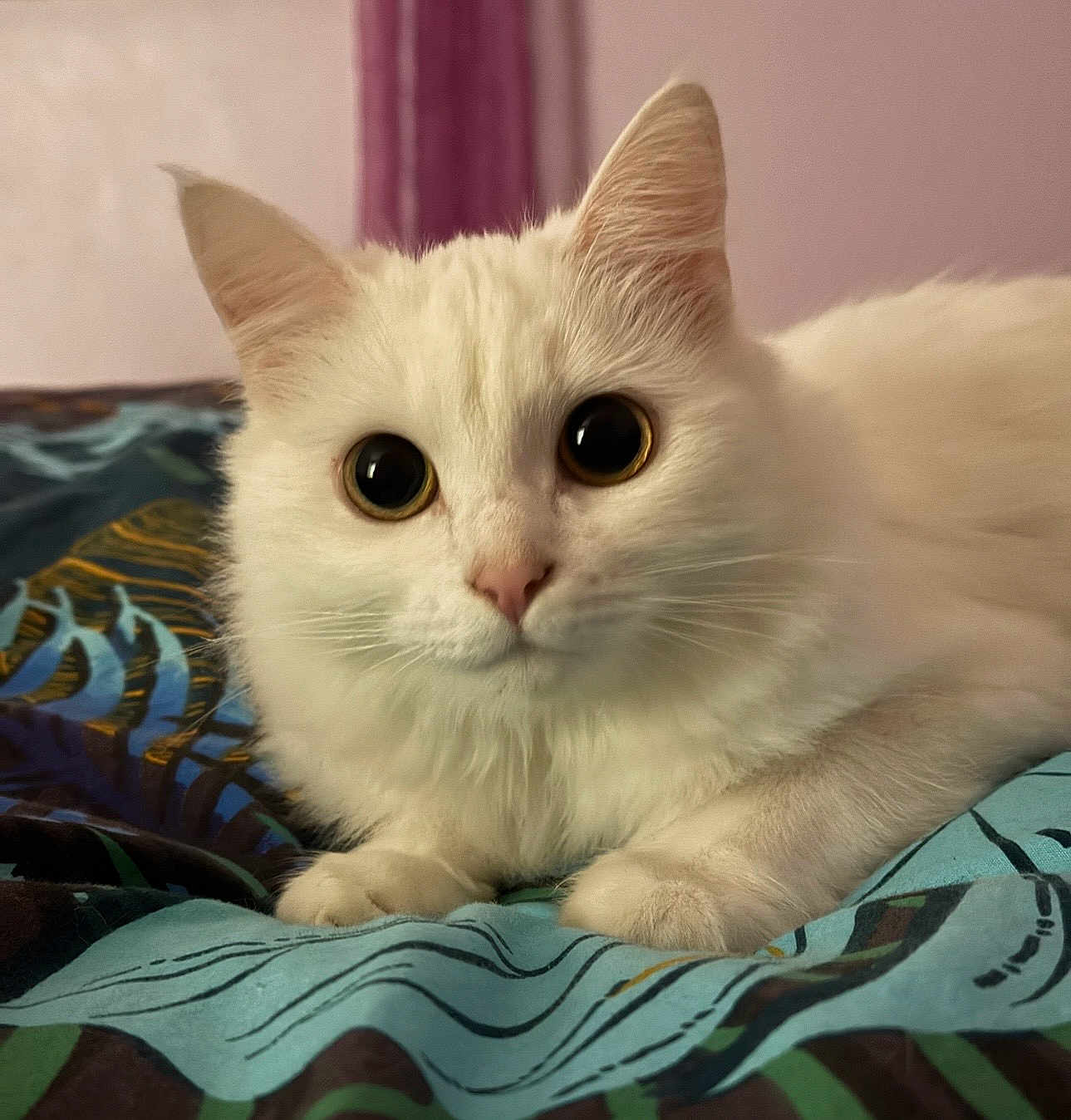 Mouffy participe au concours pour gagner de l'argent avec cette photo : cat, white_cat, fluffy, pet, animal, indoor, bed, blanket, cute, closeup, feline, whiskers, ears, paws, resting, looking, domestic_cat, portrait, soft, eyes