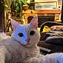 Mouffy a rejoint le concours — aidez-le/la à gagner de superbes lots ! cat, white_cat, pet, indoor, living_room, furniture, blanket, plant, couch, cozy, closeup, fur, animal, domestic, relaxed, face, whiskers, ears, eyes, portrait