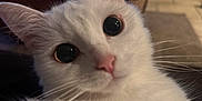 Mouffy a rejoint le concours — aidez-le/la à gagner de superbes lots ! cat, white_cat, pet, animal, close_up, indoor, furniture, curious, whiskers, ears, pink_nose, fur, domestic_animal, eye_contact, cute, household, mammal, portrait, looking_at_camera, cozy