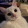 cat, white_cat, pet, animal, close_up, indoor, furniture, curious, whiskers, ears, pink_nose, fur, domestic_animal, eye_contact, cute, household, mammal, portrait, looking_at_camera, cozy