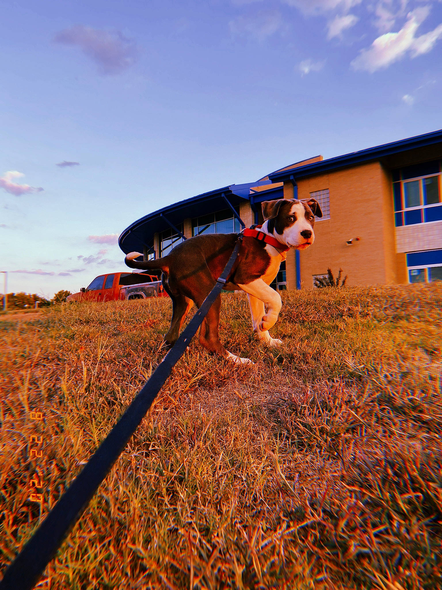 Izzy is registered to the contest to win money with this photo: bridle, cloud, farm, fawn, field, grass, grass_family, grassland, hay, horse, landscape, pack_animal, pasture, plant, prairie, ranch, rural_area, sky, working_animal