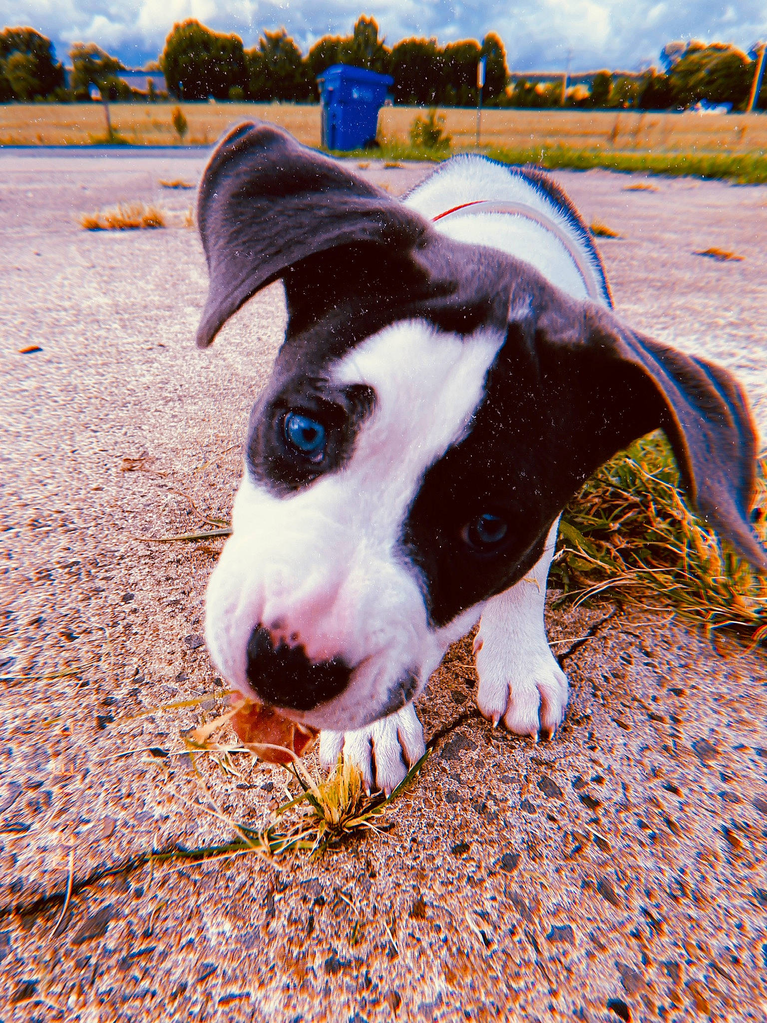 Izzy joined the competition — help win amazing prizes! american_staffordshire_terrier, bull_terrier_miniature, canidae, carnivore, dog, dog_breed, fawn, mammal, non_sporting_group, snout, vertebrate