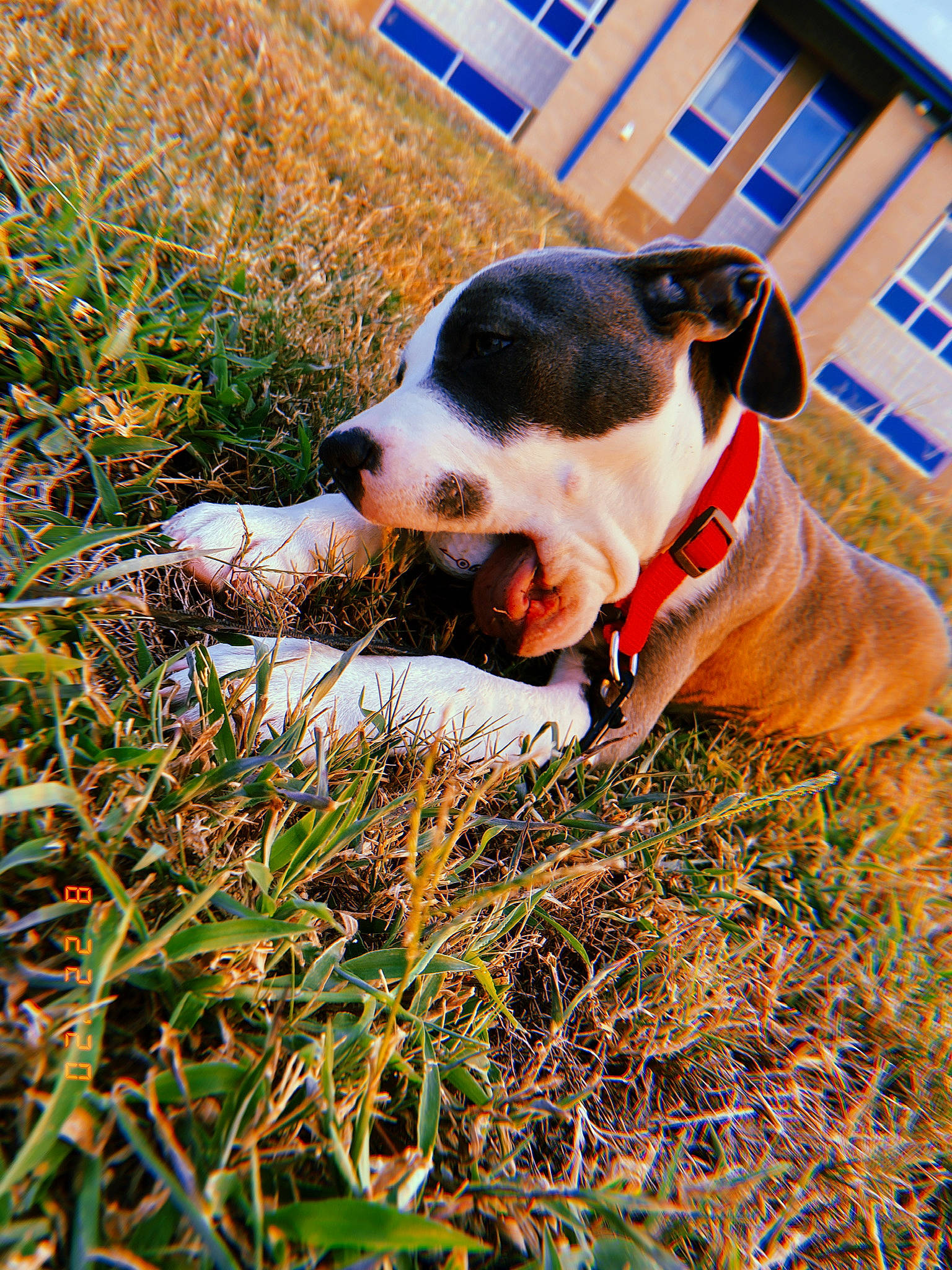 Izzy joined the competition — help win amazing prizes! adventure, canidae, carnivore, collar, companion_dog, danish_swedish_farmdog, dog, dog_breed, grass, mammal, plant, snout, sporting_group, vertebrate