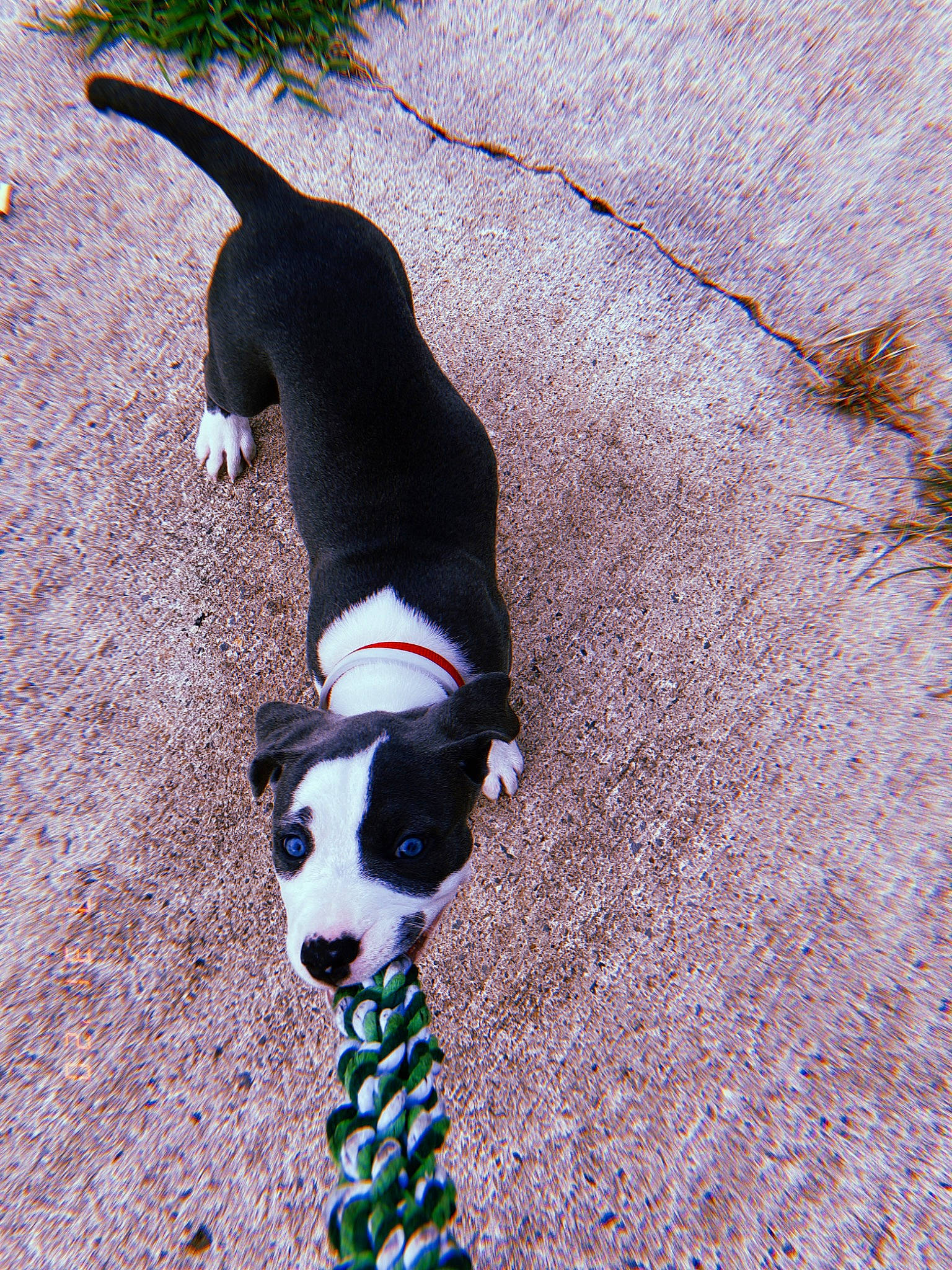 Izzy joined the competition — help win amazing prizes! canidae, carnivore, dog, dog_breed, feist, leash, mammal, non_sporting_group, puppy, snout, sporting_group, tail, treeing_feist, vertebrate